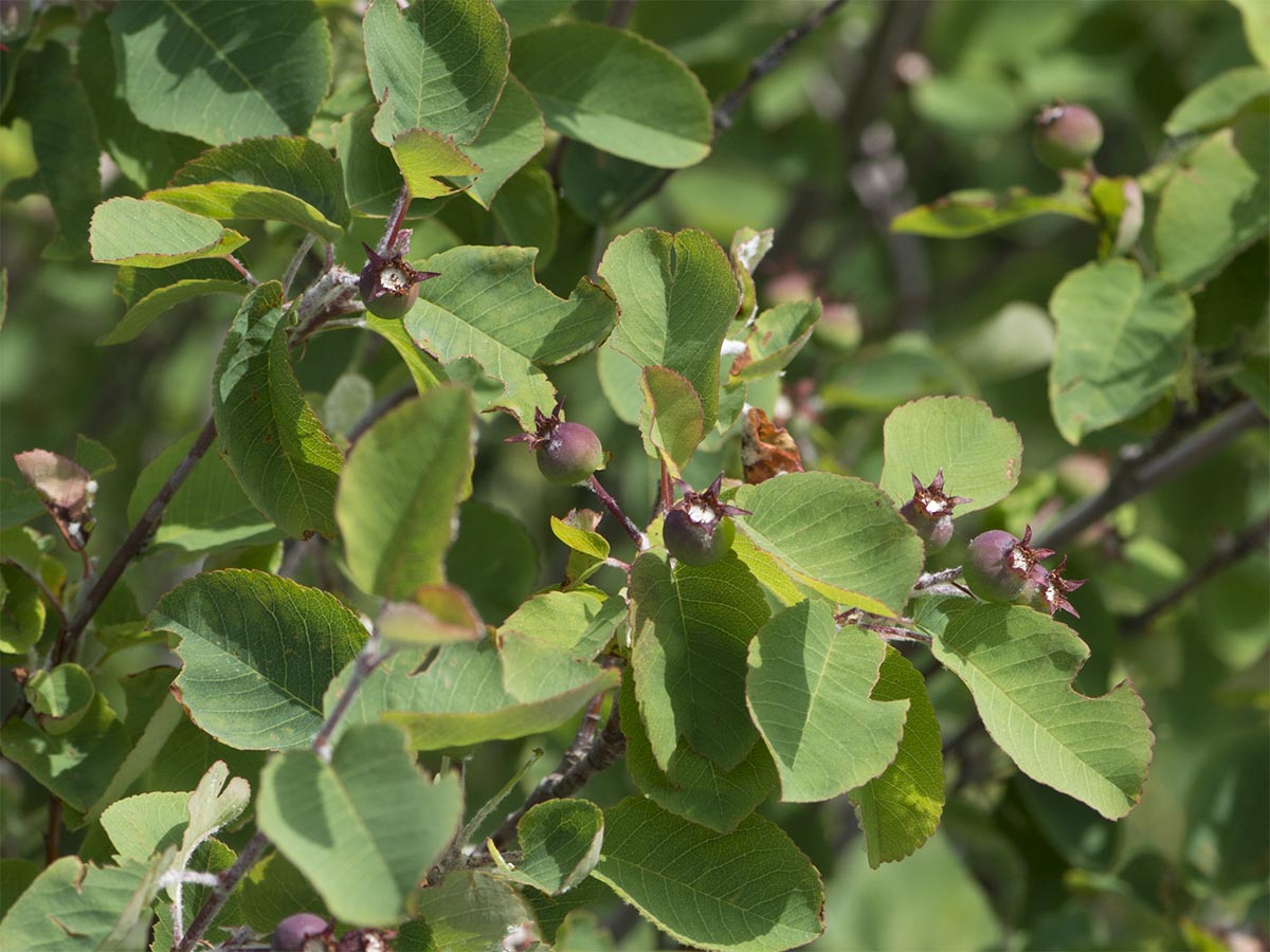 Amelanchier ovalis